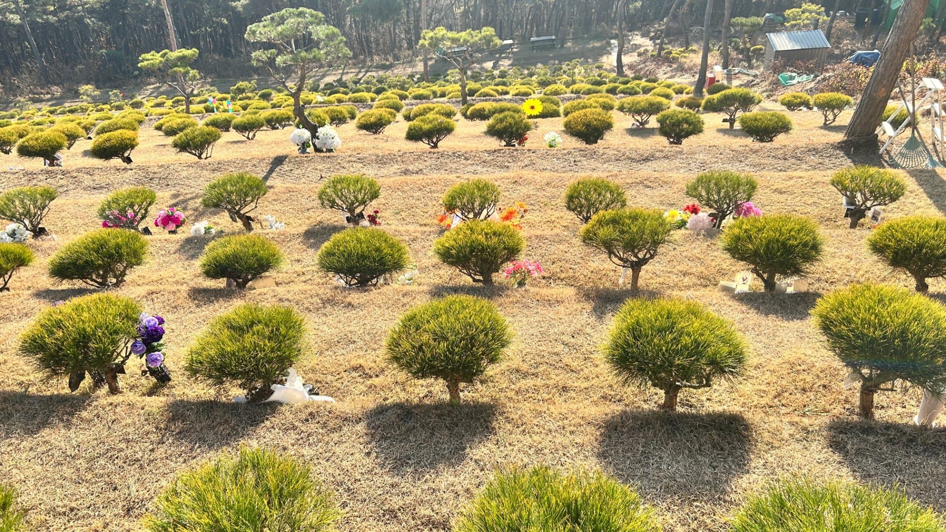 화성 장안 수목장